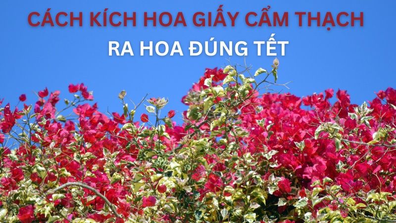 Cách Làm Hoa Giấy Cẩm Thạch Ra Hoa Đúng Tết