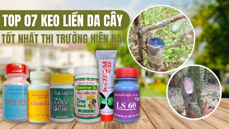 Top 07 Loại Keo Liền Sẹo Cho Cây Tốt Nhất Hiện Nay