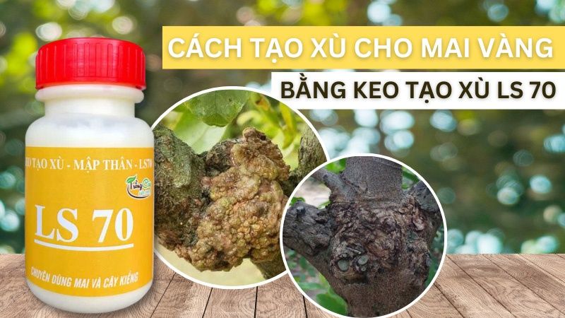 Cách Tạo Xù Cho Mai Vàng Bằng Keo Tạo Xù LS 70