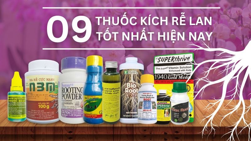 Top 09 Thuốc Kích Rễ Cho Lan Tốt Nhất Hiện Nay