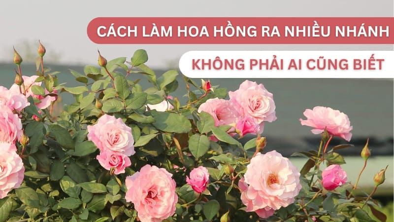 Cách Làm Hoa Hồng Ra Nhiều Nhánh Không Phải Ai Cũng Biết?