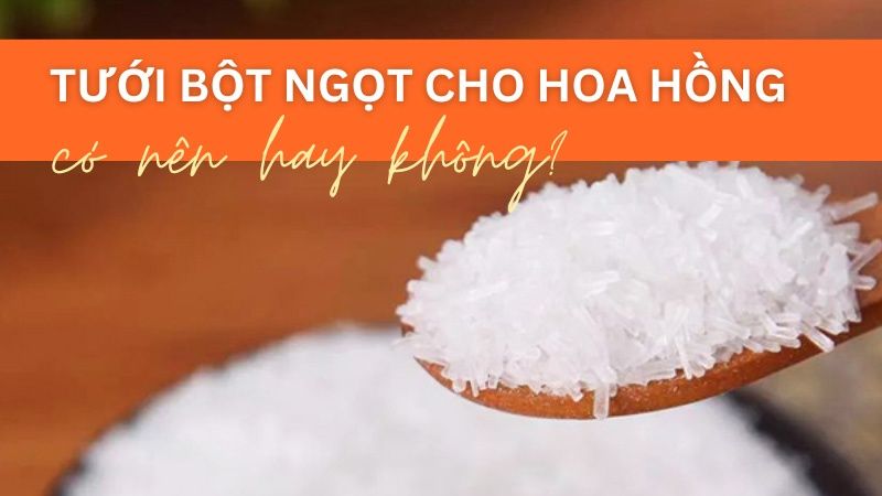 Tưới Bột Ngọt Cho Hoa Hồng Có Nên Hay Không?