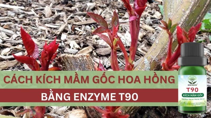 Cách Kích Mầm Gốc Hoa Hồng Bằng Enzyme T90