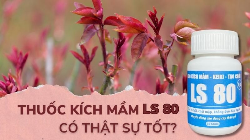 Sự Thật Ngỡ Ngàng Về Thuốc Kích Mầm LS 80 Bạn Chưa Biết?