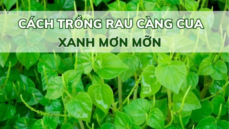 Cách Trồng Rau Càng Cua Tại Nhà Xanh Mơn Mỡn