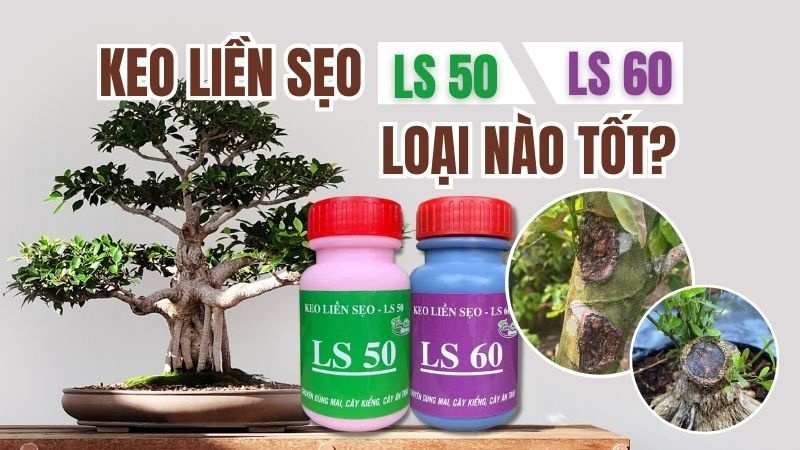 Keo Liền Sẹo Cây LS 50 Và LS 60 Loại Nào Tốt?