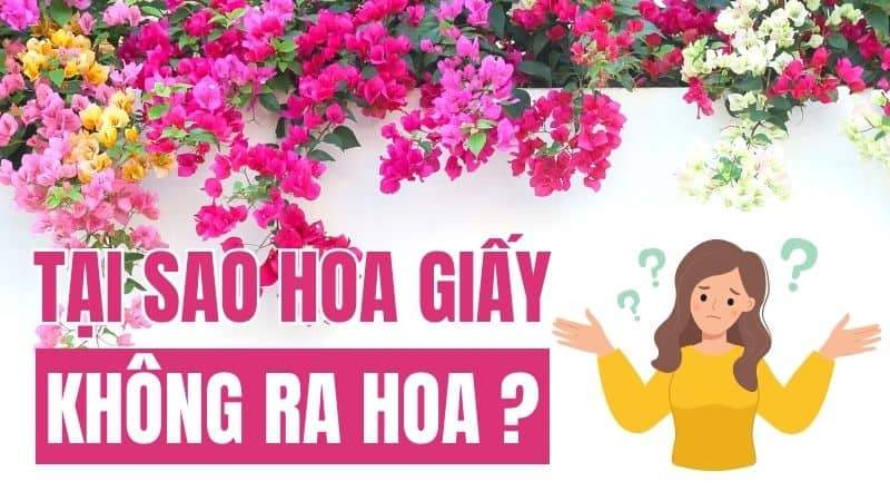 Tại Sao Hoa Giấy Nhà Mình Không Ra Hoa?