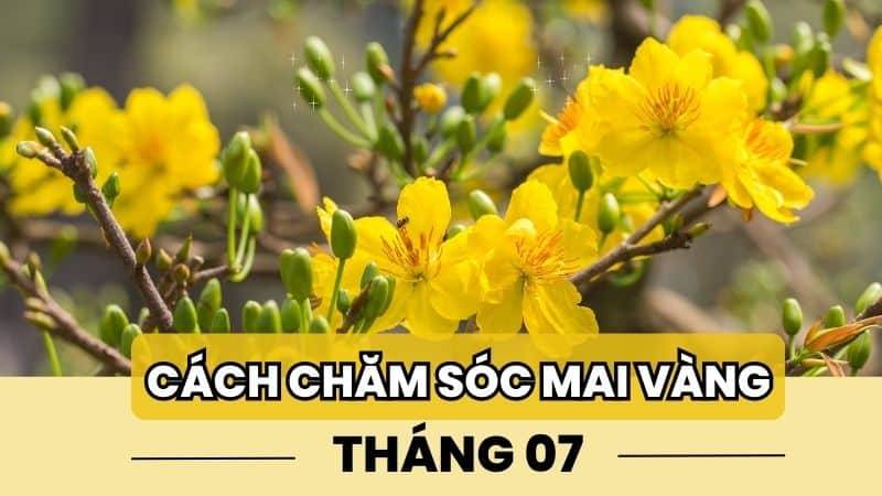 Cách Chăm Sóc Mai Tháng 7 Không Phải Ai Cũng Biết?