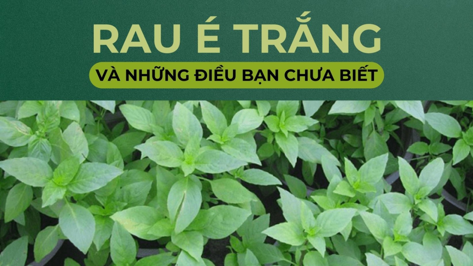 Rau É Trắng Và Những Điều Bạn Chưa Biết?