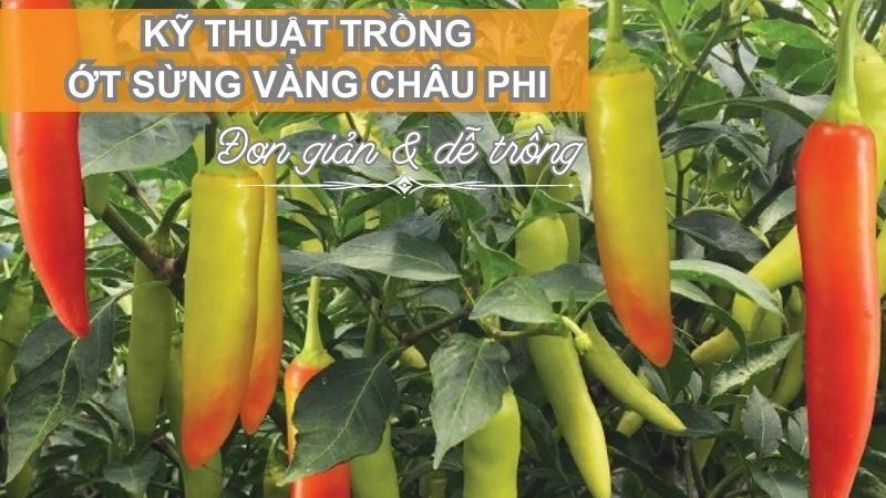 KỸ THUẬT TRỒNG ỚT SỪNG VÀNG CHÂU PHI ĐƠN GIẢN