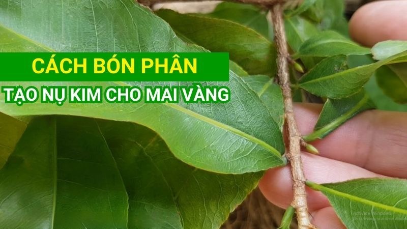 Bón phân tạo nụ cho mai vàng: Bí quyết cho hoa nở rực rỡ