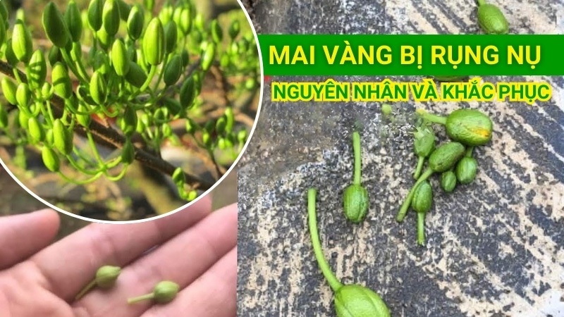 Mai Bị Rụng Nụ: Nguyên Nhân Và Cách Khắc Phục