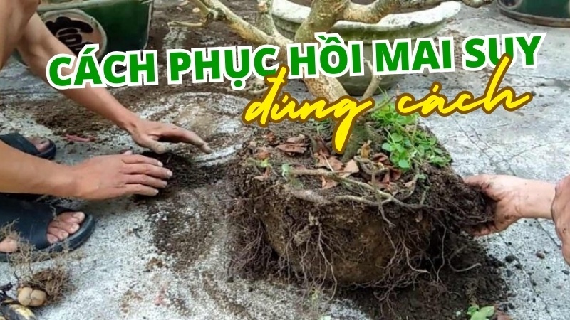 Cách Phục Hồi Cây Mai Bị Suy Đúng Cách