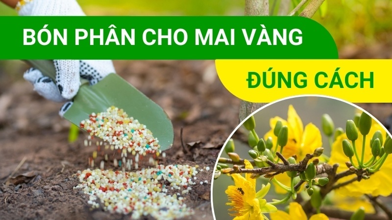 Bón Phân Cho Mai Vàng Như Thế Nào Là Đúng Cách