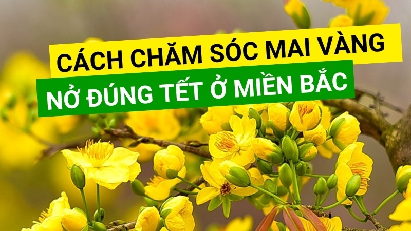 Cách Chăm Sóc Mai Nở Đúng Tết Ở Miền Bắc