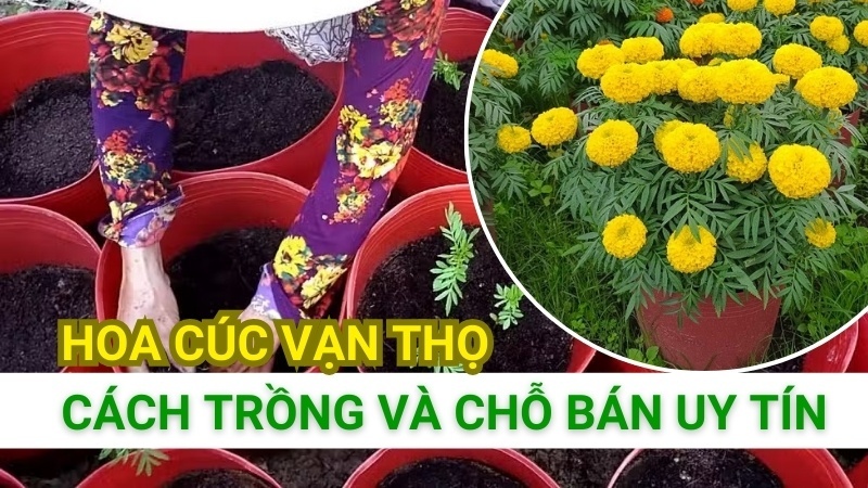 Hoa Cúc Vạn Thọ: Cách Trồng Và Chỗ Bán Hạt Giống Uy Tín