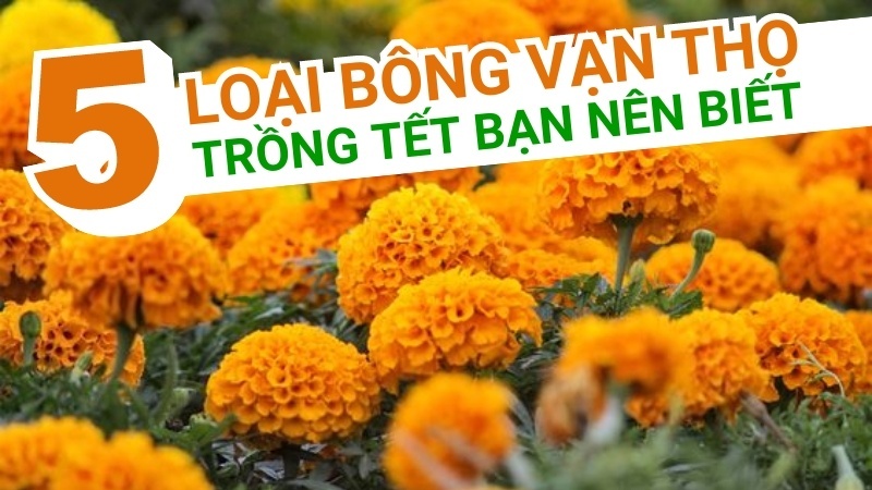 Top 05 Loại Bông Vạn Thọ Trồng Tết Bạn Nên Biết