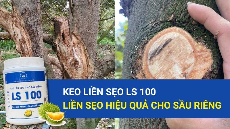 Keo Liền Sẹo LS100 – Giải Pháp Phục Hồi Vết Thương Hiệu Quả Cho Cây Sầu Riêng