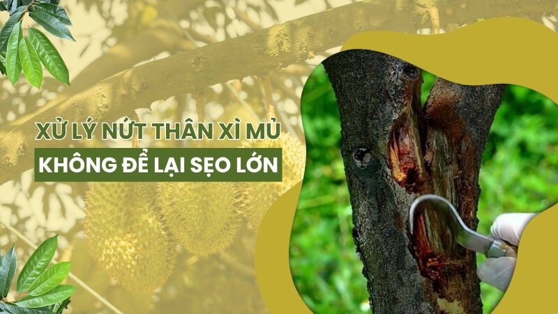 Xử Lý Xì Mủ Sầu Riêng Như Thế Nào Để Không Để Lại Sẹo Lớn?