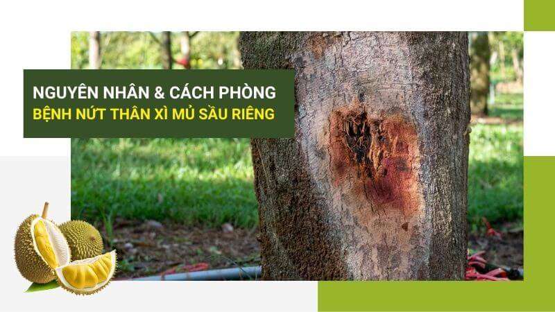 Nguyên Nhân Và Cách Phòng Bệnh Xì Mủ Trên Sầu Riêng