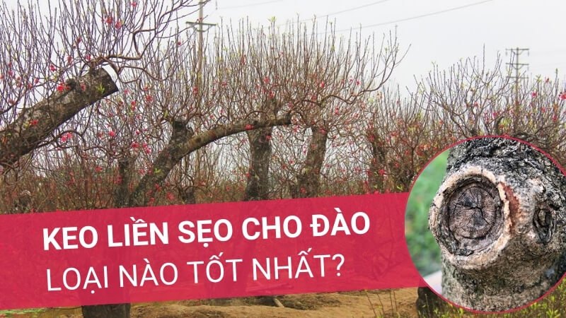 Keo liền sẹo cho cây đào loại nào tốt nhất? | Xanh Bất Tận