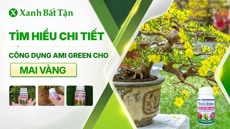 Ami Green cho Mai vàng: Công dụng và cách sử dụng