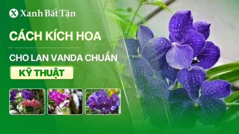 Bật mí cách kích hoa cho Lan Vanda