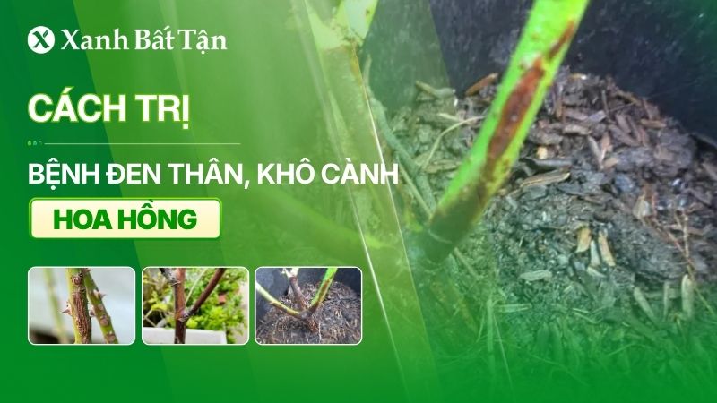 Bệnh đen thân khô cành trên hoa Hồng: Nguyên nhân và cách trị