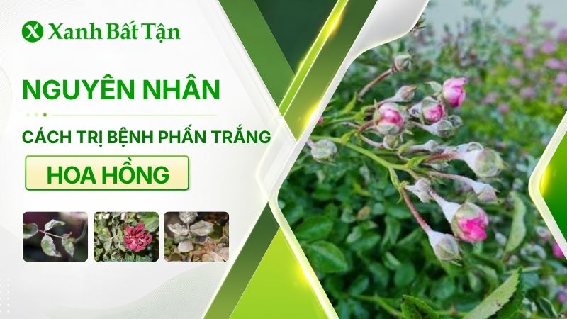 Bệnh phấn trắng hoa Hồng: Nguyên nhân và cách trị đúng cách
