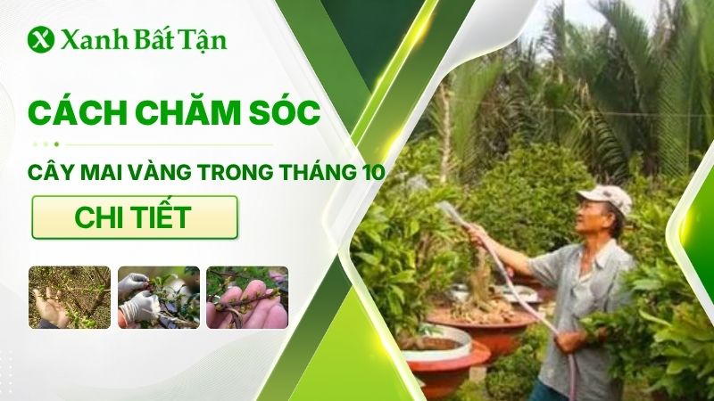 Bí quyết về cách chăm sóc Mai vàng tháng 10
