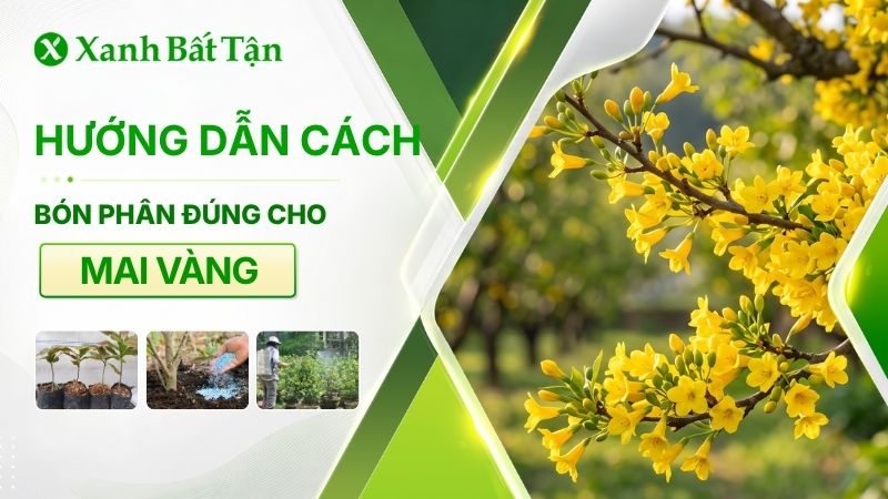 Bón phân cho Mai vàng như thế nào là đúng cách