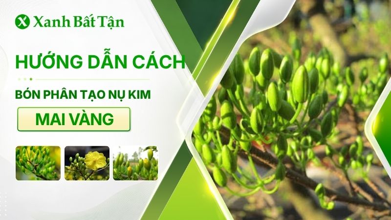 Bón phân tạo nụ cho mai vàng: Bí quyết cho hoa nở rực rỡ