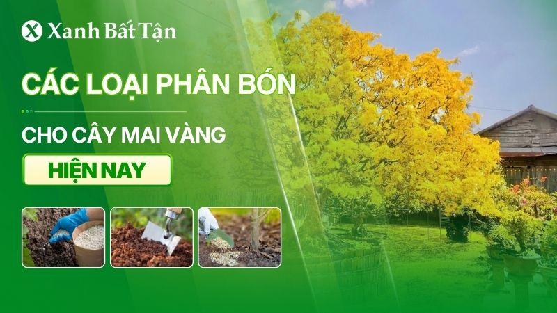 Các loại phân bón cho Mai vàng
