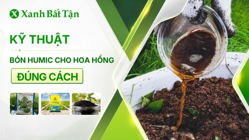 Cách bón Humic cho hoa Hồng mà bạn nên biết