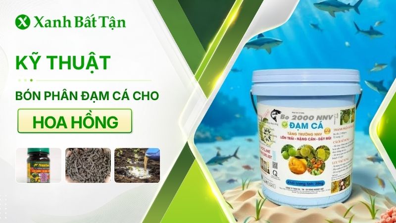 Cách bón đạm cá cho hoa Hồng như thế nào là đúng?
