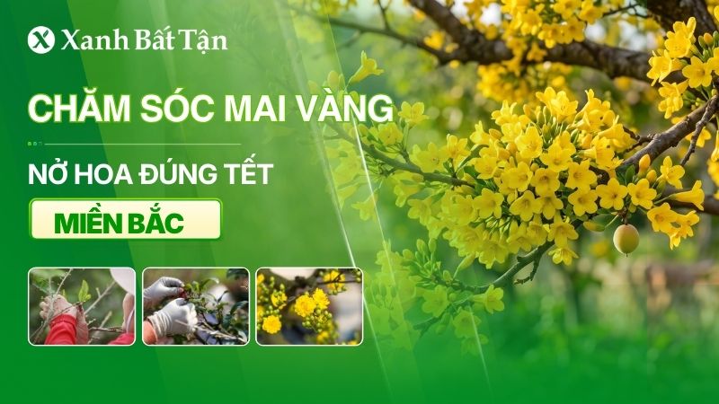 Cách chăm sóc Mai nở đúng Tết ở miền Bắc