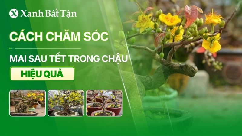 Cách chăm sóc Mai sau Tết trong chậu