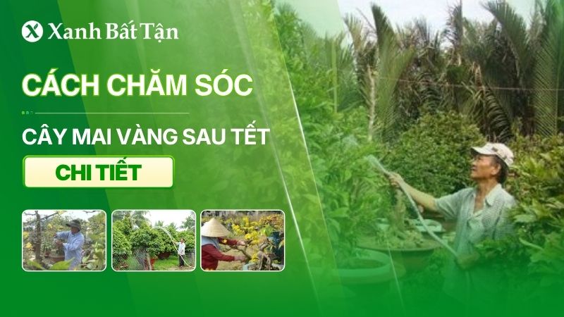 Cách chăm sóc Mai sau tết