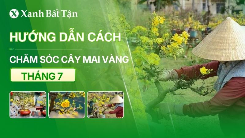 Cách chăm sóc Mai tháng 7 không phải ai cũng biết?