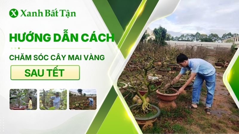 Cách chăm sóc Mai vàng sau Tết giúp cây phục hồi nhanh