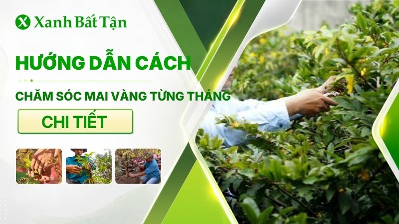 Cách chăm sóc Mai vàng theo tháng đúng cách