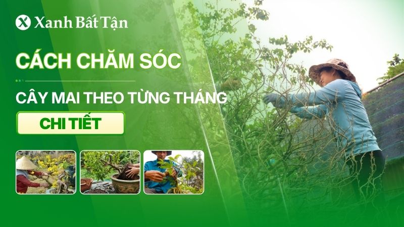 Cách chăm sóc Mai vàng từng tháng