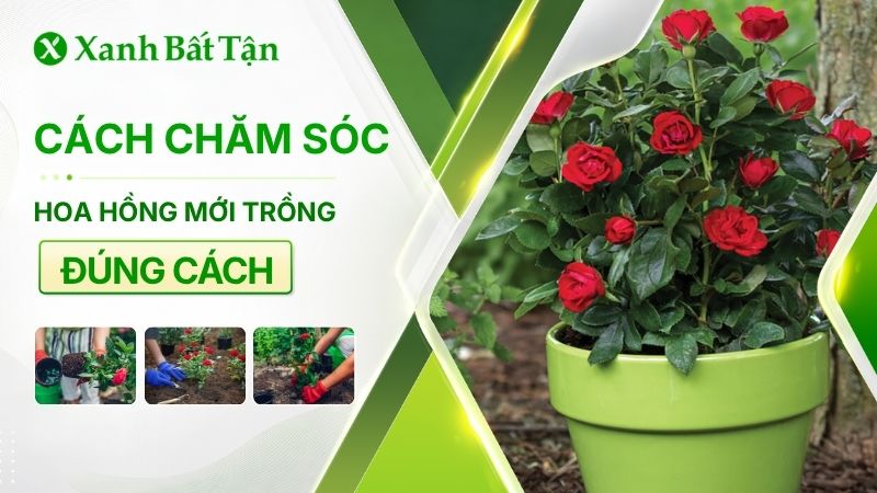 Cách chăm sóc hoa Hồng mới trồng đúng cách và an toàn