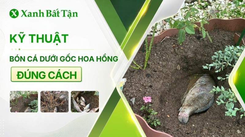 Cách chôn cá dưới gốc hoa Hồng không phải ai cũng biết