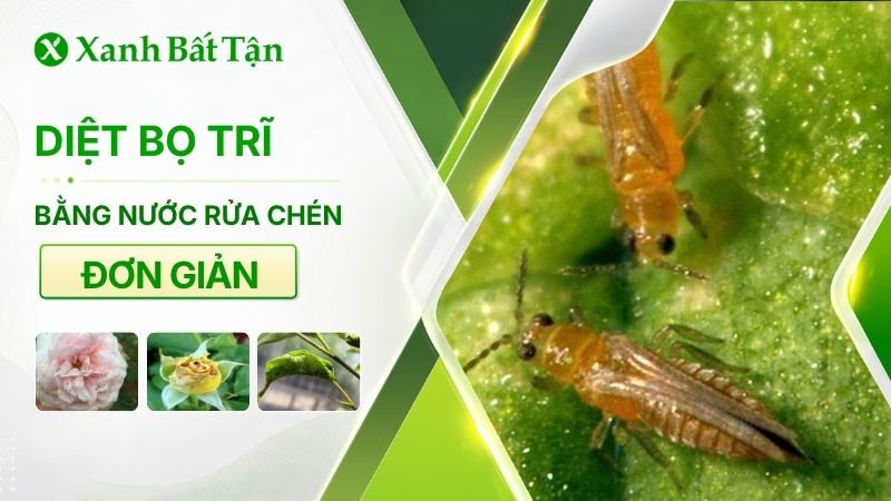 Cách diệt bọ trĩ bằng nước rửa chén không phải ai cũng biết