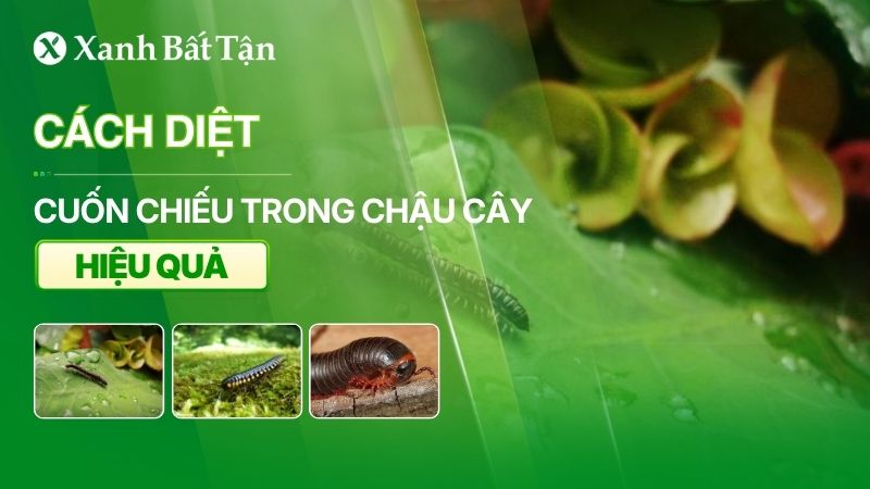 Cách diệt cuốn chiếu trong chậu cây hiệu quả cao