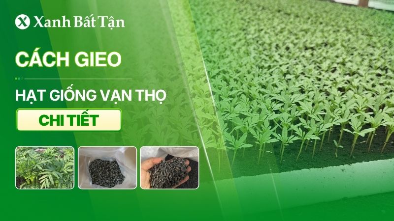 Cách gieo hạt giống Vạn thọ