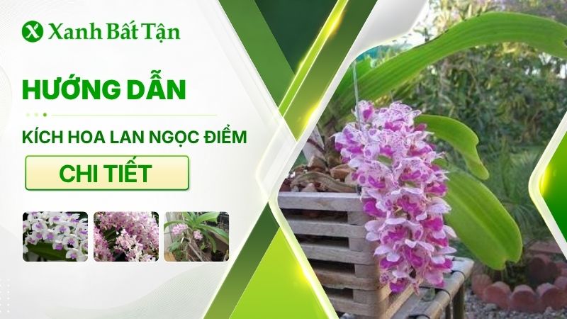 Cách kích Lan Ngọc Điểm ra hoa đúng Tết dễ dàng và nhanh chóng