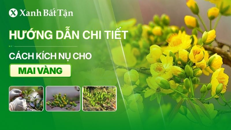 Cách kích cho Mai ra nụ không phải ai cũng biết