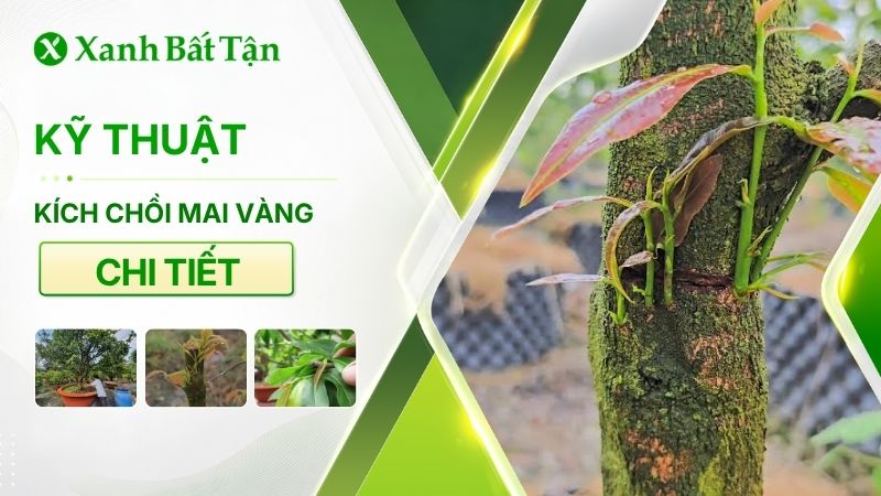 Cách kích chồi Mai vàng